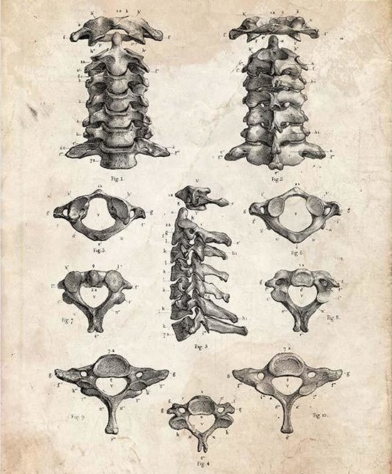 Atlas Profilax metoda kralješci