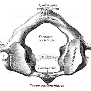 circle-cropped (2)